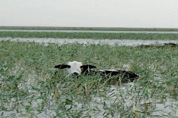 ممنوعیت چرای دام در تالاب هامون